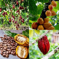 Cocoa (Chocolate Bean) seedling live fruit plant in nursery pot with healthy green foliage | Exotic tropical fruit plant | Keraleaf
