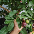 Manila Tennis Ball Cherry layered live fruit plant in nursery pot with healthy green foliage | Exotic tropical fruit plant | Keraleaf