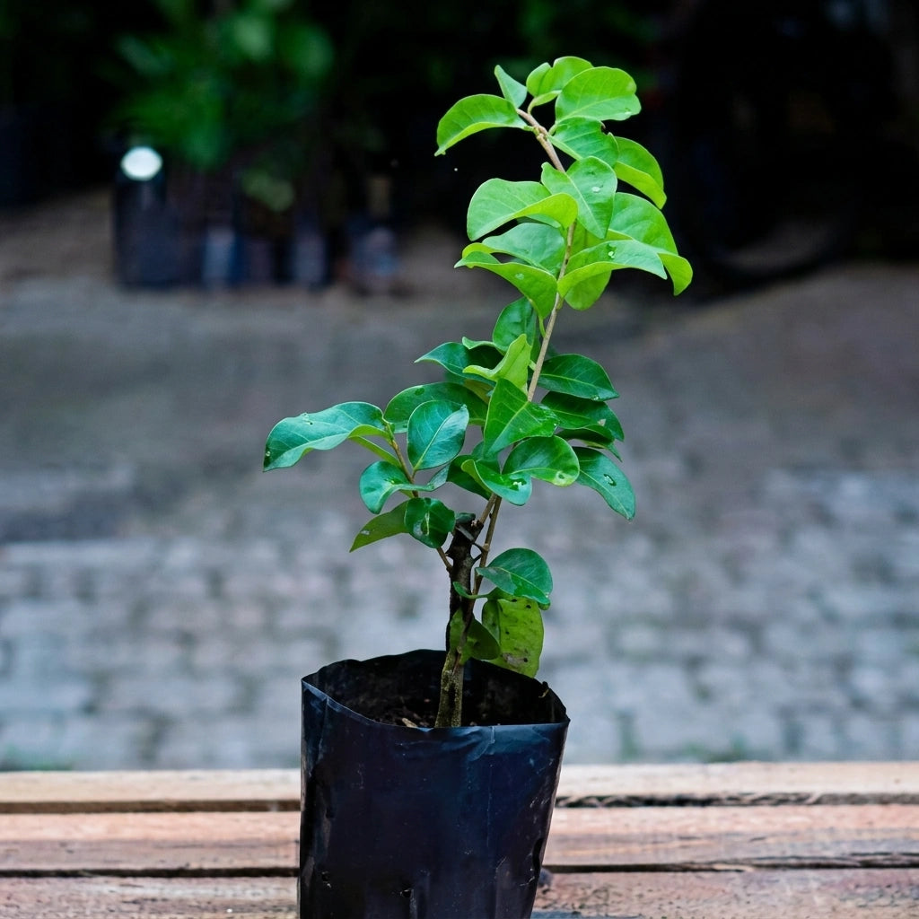 Manila Tennis Ball Cherry layered live fruit plant in nursery pot with healthy green foliage | Exotic tropical fruit plant | Keraleaf