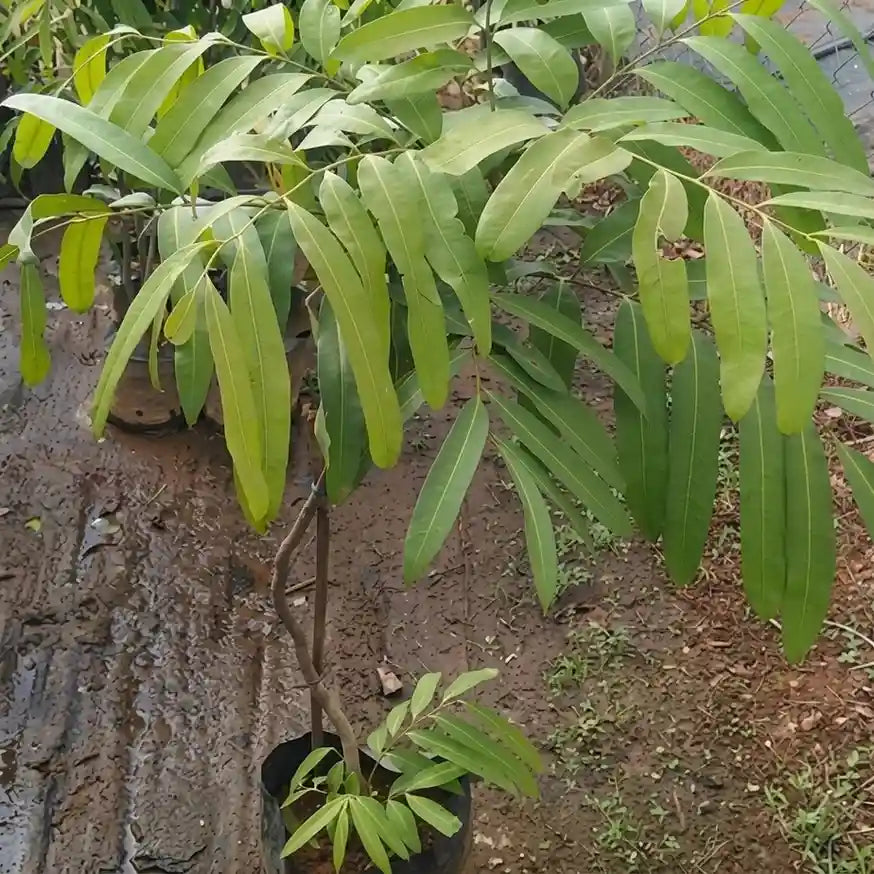 Chammaliang seedling live fruit plant in nursery pot with healthy green foliage | Exotic tropical fruit plant | Keraleaf