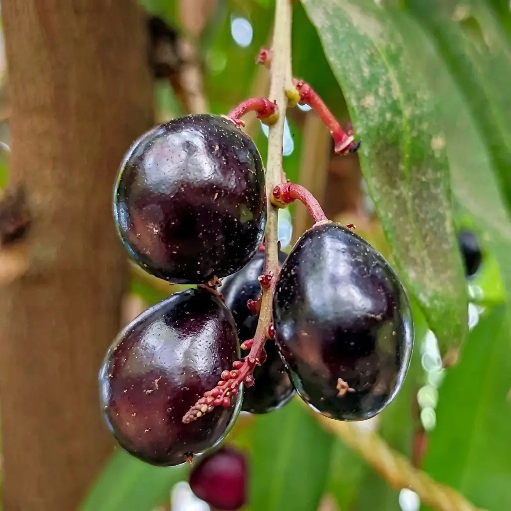 Chammaliang seedling live fruit plant in nursery pot with healthy green foliage | Exotic tropical fruit plant | Keraleaf