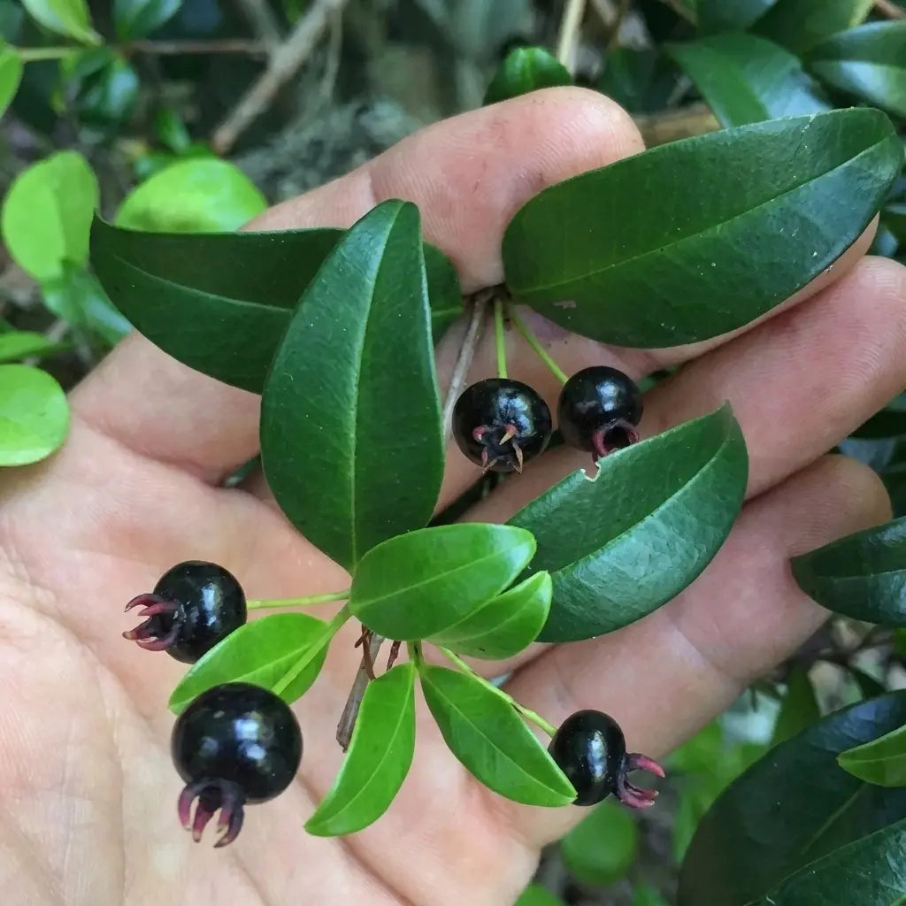 Ligustrina Cherry (Eugenia ligustrina) layered live fruit plant in nursery pot with healthy green foliage | Exotic tropical fruit plant | Keraleaf