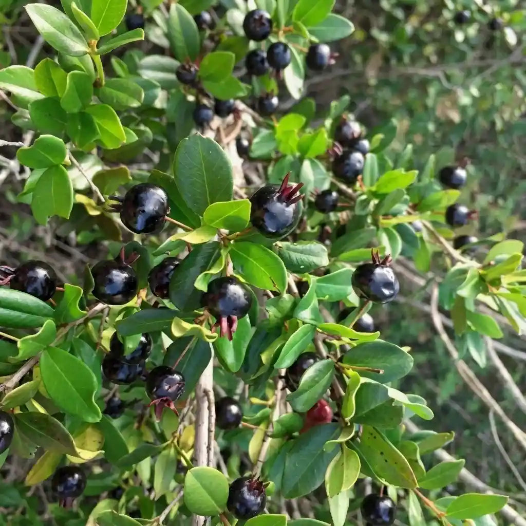 Ligustrina Cherry (Eugenia ligustrina) layered live fruit plant in nursery pot with healthy green foliage | Exotic tropical fruit plant | Keraleaf