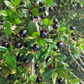Ligustrina Cherry (Eugenia ligustrina) layered live fruit plant in nursery pot with healthy green foliage | Exotic tropical fruit plant | Keraleaf