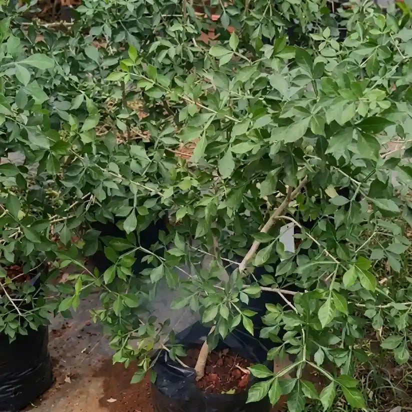 Candle Fruit seedling live fruit plant in nursery pot with healthy green foliage | Exotic tropical fruit plant | Keraleaf