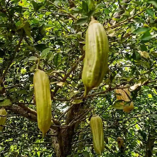 Candle Fruit seedling live fruit plant in nursery pot with healthy green foliage | Exotic tropical fruit plant | Keraleaf