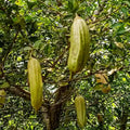 Candle Fruit seedling live fruit plant in nursery pot with healthy green foliage | Exotic tropical fruit plant | Keraleaf