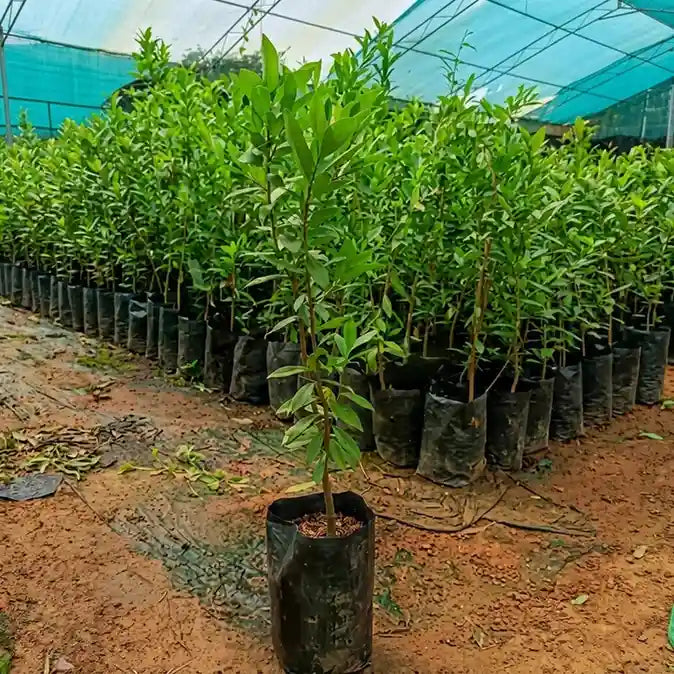 Cherry of Rio Grande layered live fruit plant in nursery pot with healthy green foliage | Exotic tropical fruit plant | Keraleaf