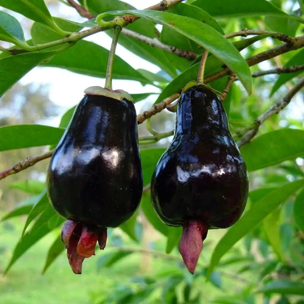 Cherry of Rio Grande layered live fruit plant in nursery pot with healthy green foliage | Exotic tropical fruit plant | Keraleaf