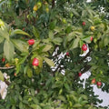 Cherry of Rio Grande layered live fruit plant in nursery pot with healthy green foliage | Exotic tropical fruit plant | Keraleaf