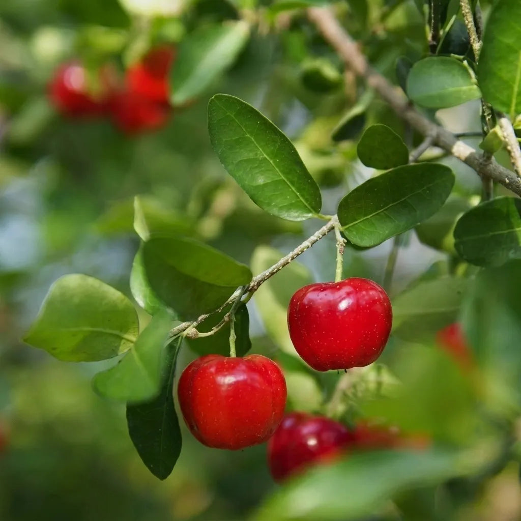Cherry (West Indian) layered live fruit plant in nursery pot with healthy green foliage | Exotic tropical fruit plant | Keraleaf