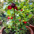 Cherry (West Indian) layered live fruit plant in nursery pot with healthy green foliage | Exotic tropical fruit plant | Keraleaf