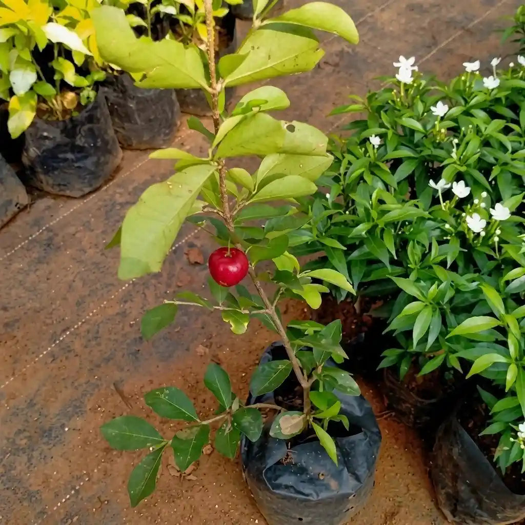 Cherry (West Indian) layered live fruit plant in nursery pot with healthy green foliage | Exotic tropical fruit plant | Keraleaf