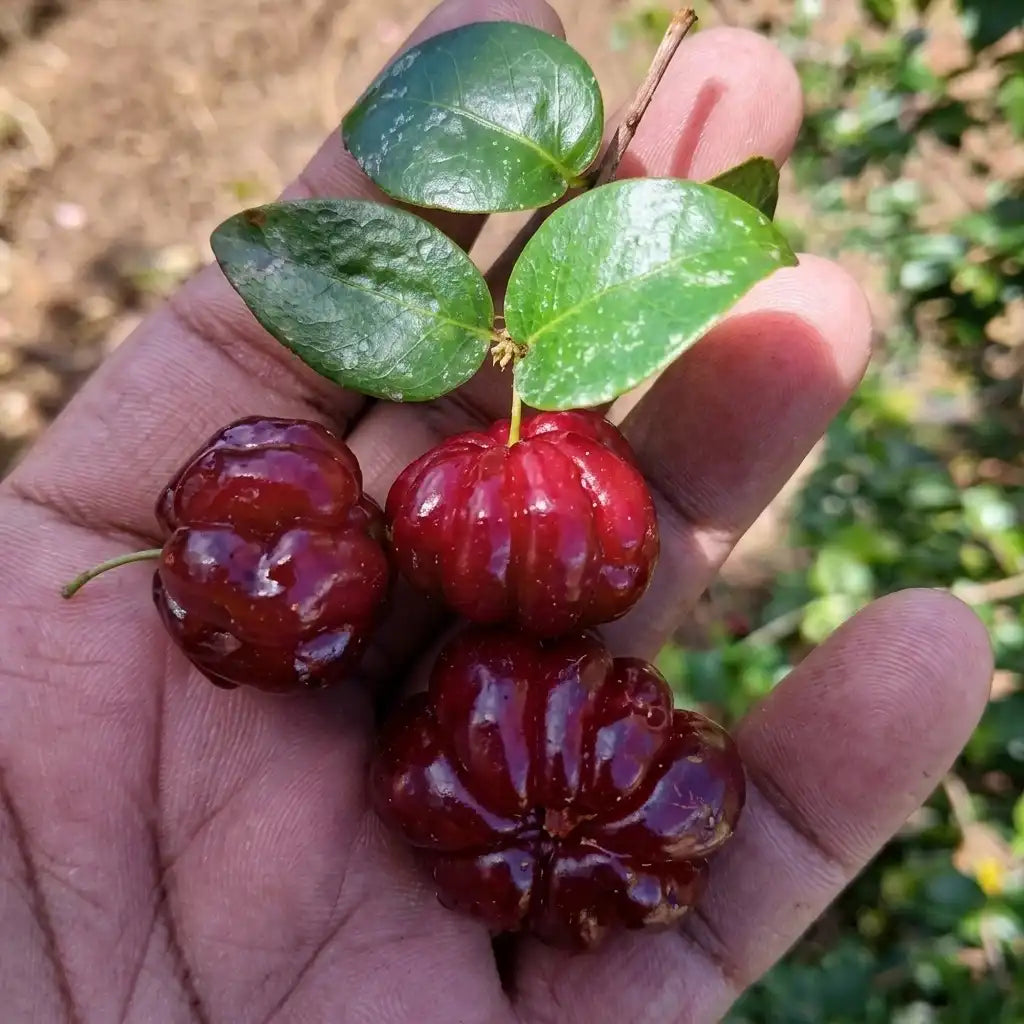 Cherry (Surinam) layered live fruit plant in nursery pot with healthy green foliage | Exotic tropical fruit plant | Keraleaf