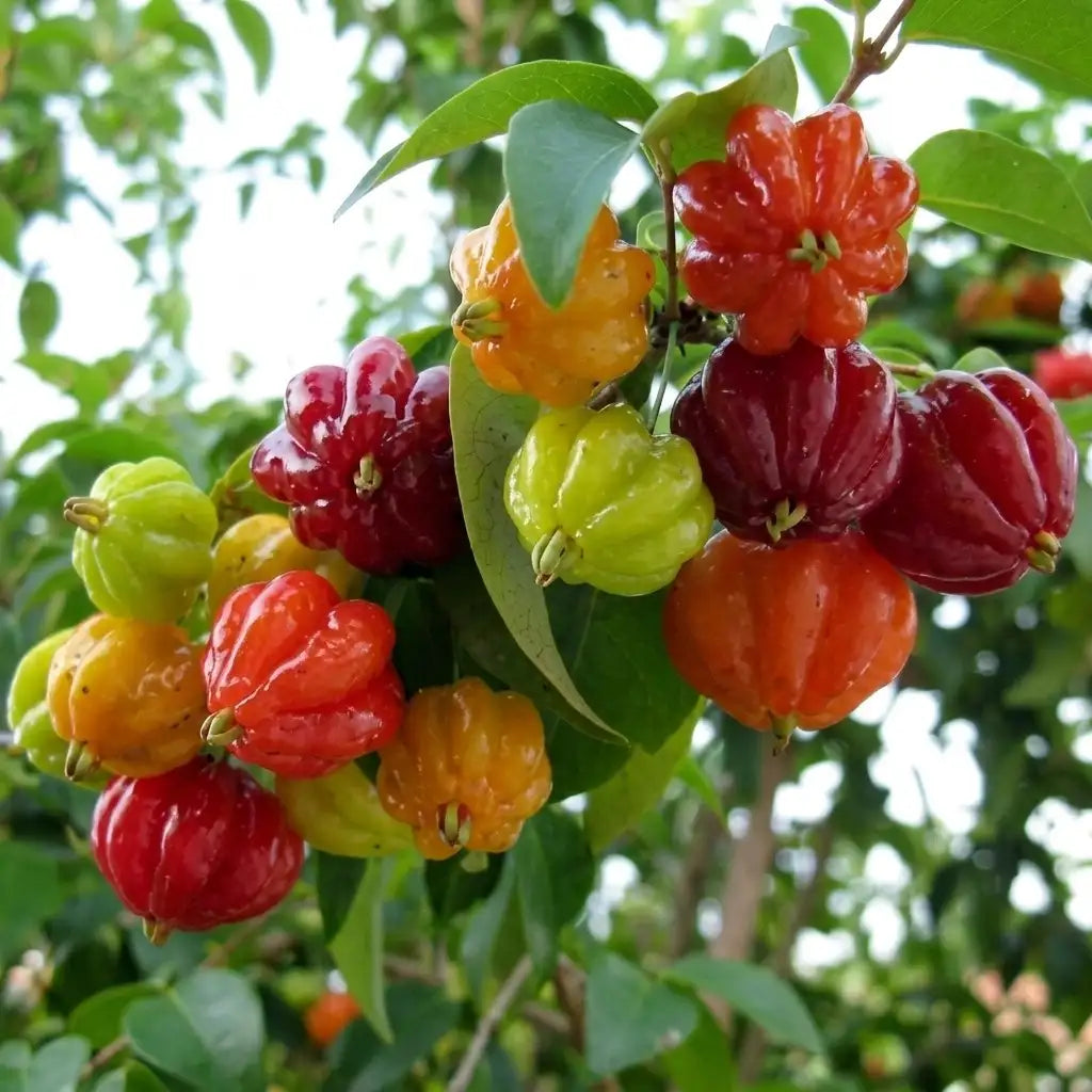 Cherry (Surinam) layered live fruit plant in nursery pot with healthy green foliage | Exotic tropical fruit plant | Keraleaf