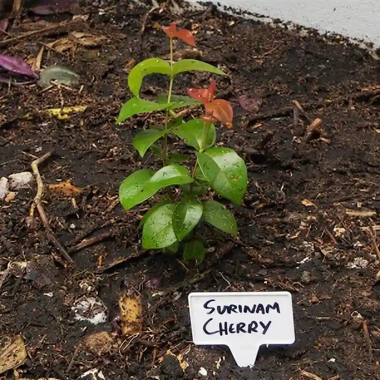 Cherry (Surinam) layered live fruit plant in nursery pot with healthy green foliage | Exotic tropical fruit plant | Keraleaf