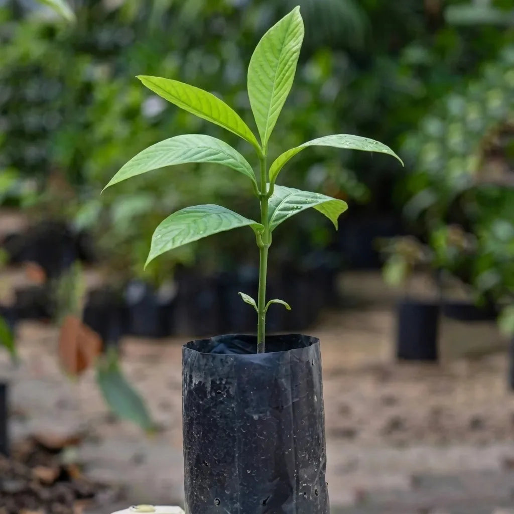 Bor-Thekera seedling live fruit plant in nursery pot with healthy green foliage | Exotic tropical fruit plant | Keraleaf