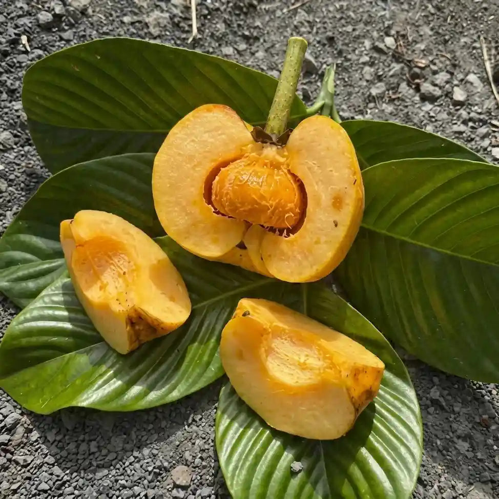 Bor-Thekera seedling live fruit plant in nursery pot with healthy green foliage | Exotic tropical fruit plant | Keraleaf