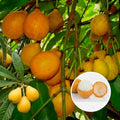 Bor-Thekera seedling live fruit plant in nursery pot with healthy green foliage | Exotic tropical fruit plant | Keraleaf