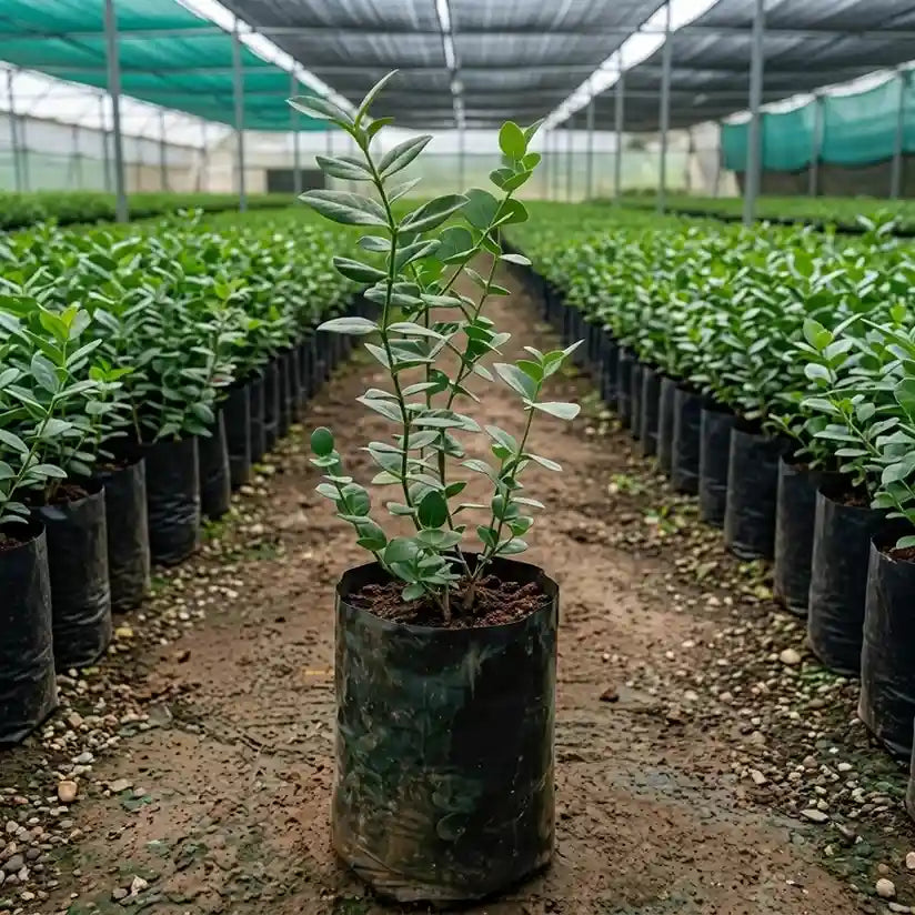 Cherry (Karonda/Bakery) grafted live fruit plant in nursery pot with healthy green foliage | Exotic tropical fruit plant | Keraleaf