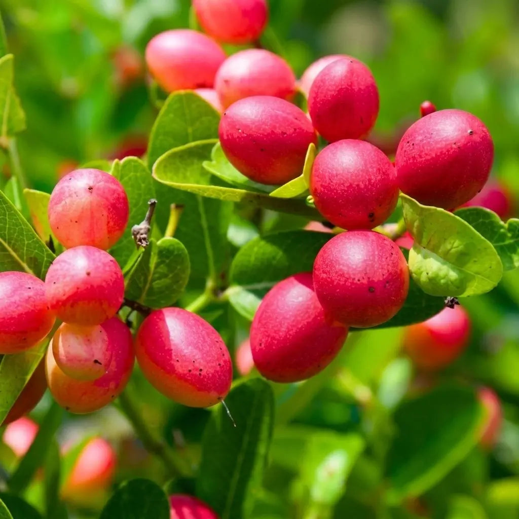 Cherry (Karonda/Bakery) grafted live fruit plant in nursery pot with healthy green foliage | Exotic tropical fruit plant | Keraleaf