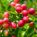 Cherry (Karonda/Bakery) grafted live fruit plant in nursery pot with healthy green foliage | Exotic tropical fruit plant | Keraleaf