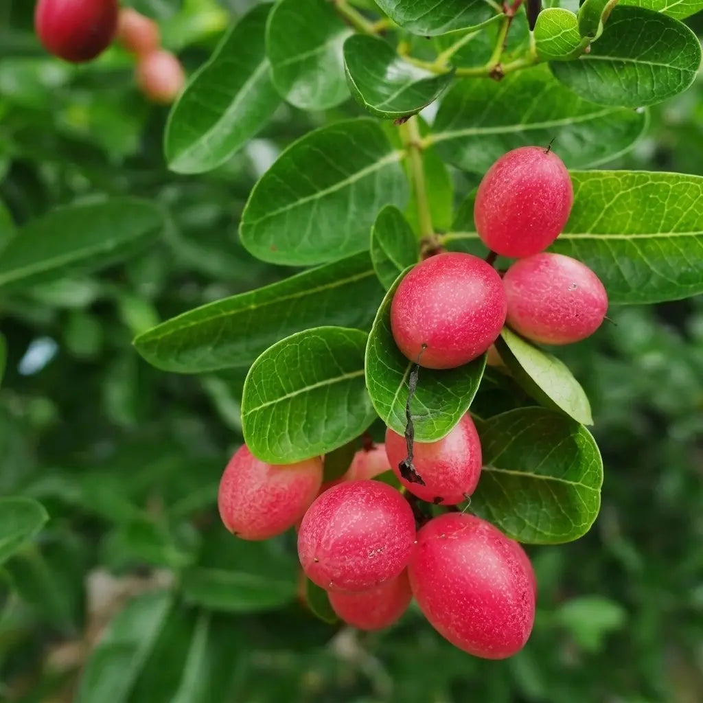 Cherry (Karonda/Bakery) grafted live fruit plant in nursery pot with healthy green foliage | Exotic tropical fruit plant | Keraleaf