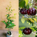 Cherry (Black Surinam) layered live fruit plant in nursery pot with healthy green foliage | Exotic tropical fruit plant | Keraleaf