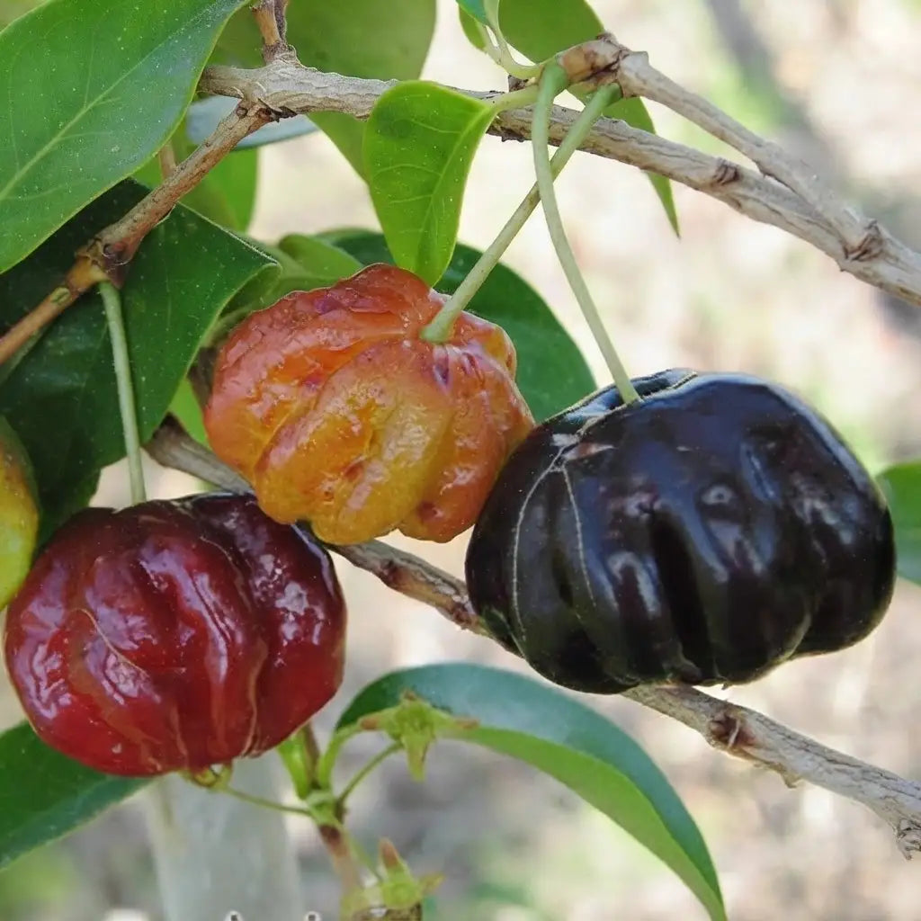 Cherry (Black Surinam) layered live fruit plant in nursery pot with healthy green foliage | Exotic tropical fruit plant | Keraleaf