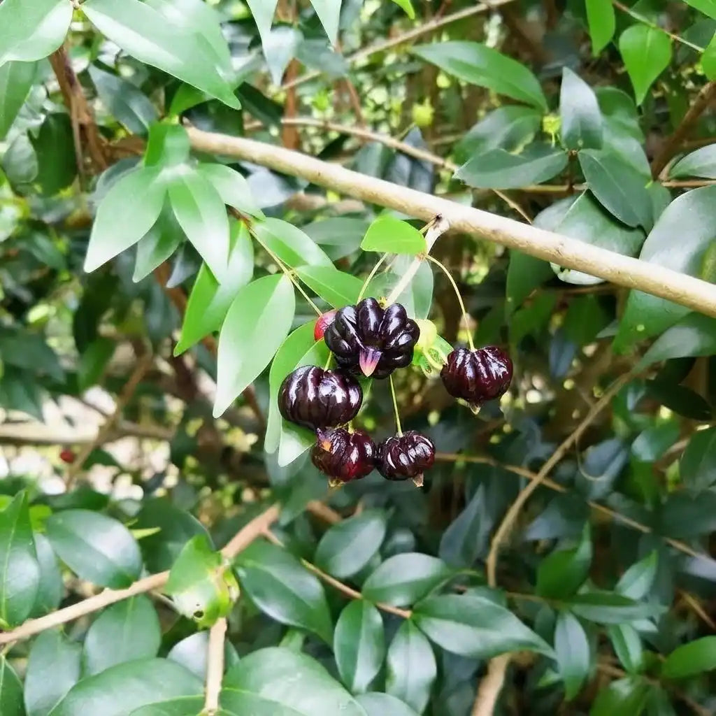 Cherry (Black Surinam) layered live fruit plant in nursery pot with healthy green foliage | Exotic tropical fruit plant | Keraleaf
