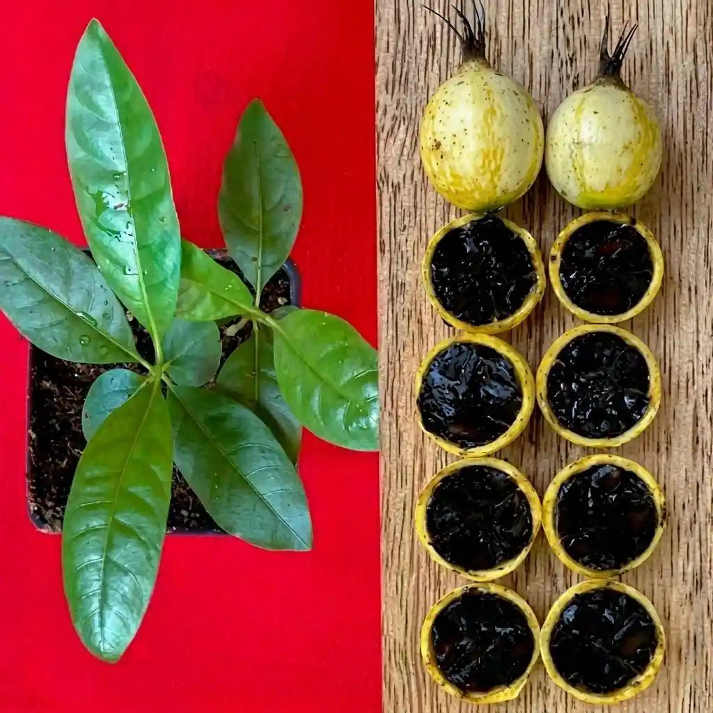 Blackberry Jam seedling live fruit plant in nursery pot with healthy green foliage | Exotic tropical fruit plant | Keraleaf