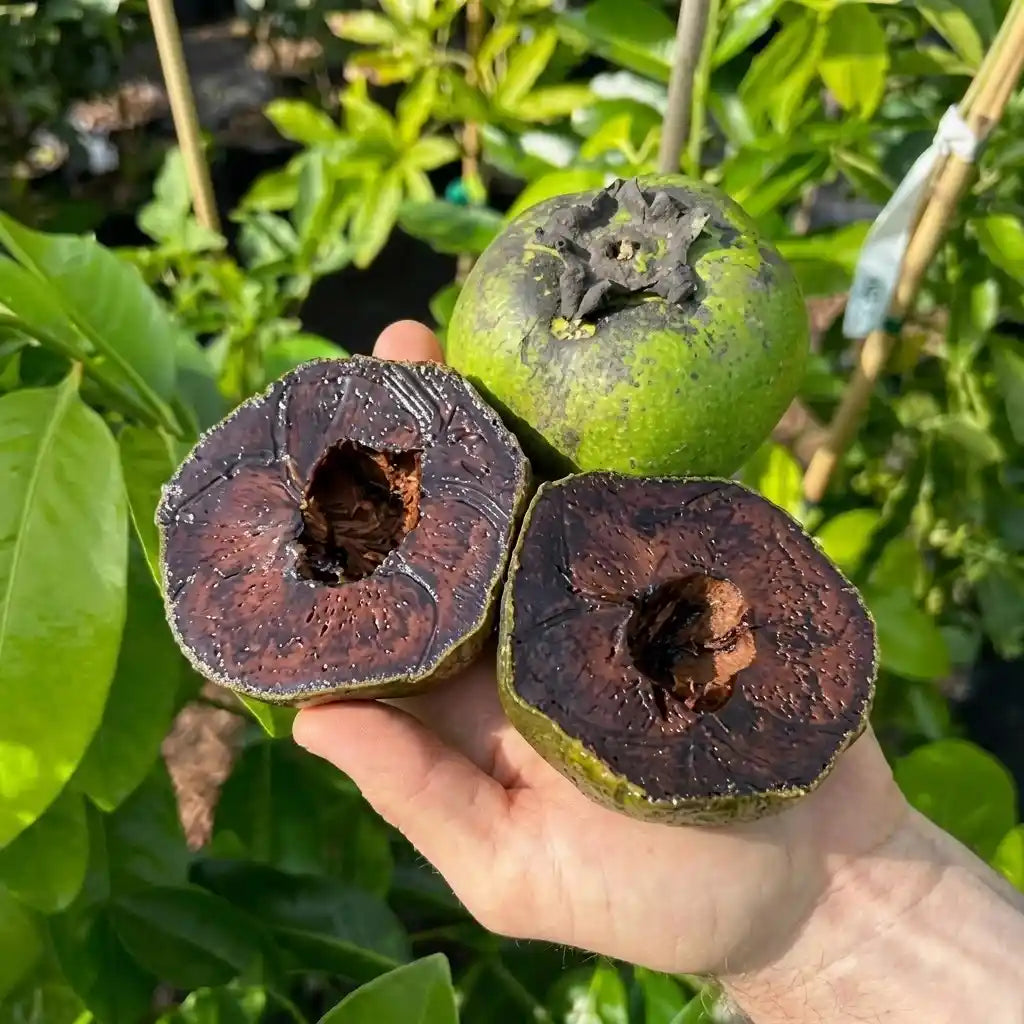 Black Sapote seedling live fruit plant in nursery pot with healthy green foliage | Exotic tropical fruit plant | Keraleaf