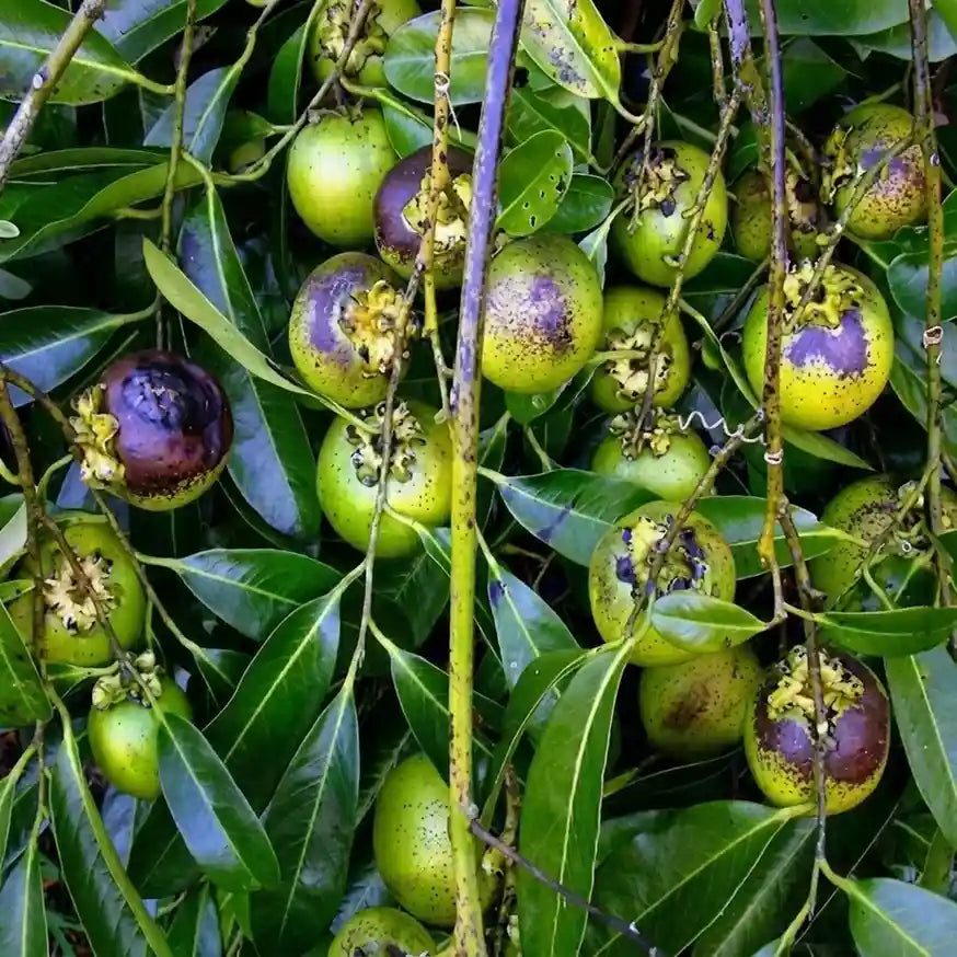 Black Sapote seedling live fruit plant in nursery pot with healthy green foliage | Exotic tropical fruit plant | Keraleaf