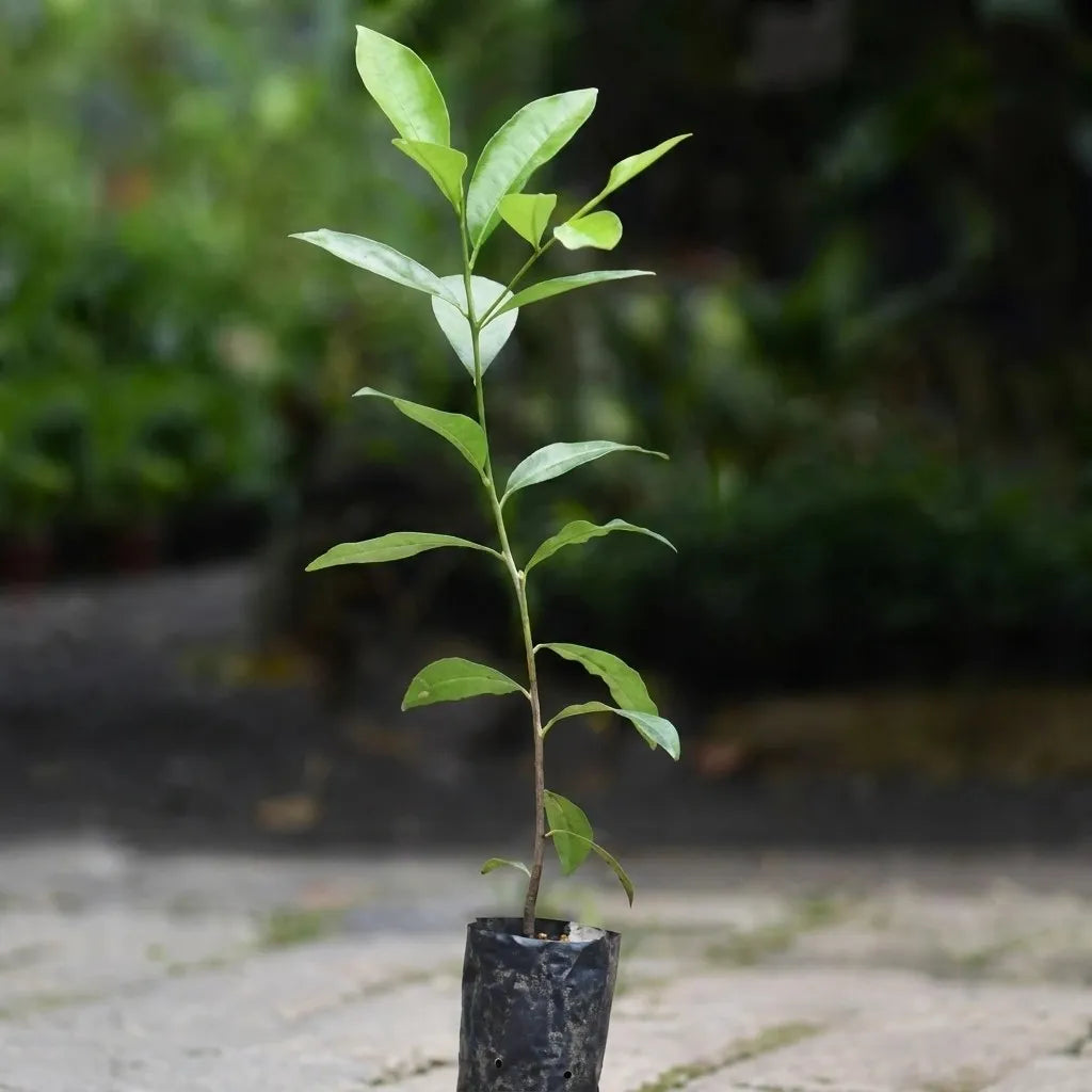 Black Sapote seedling live fruit plant in nursery pot with healthy green foliage | Exotic tropical fruit plant | Keraleaf