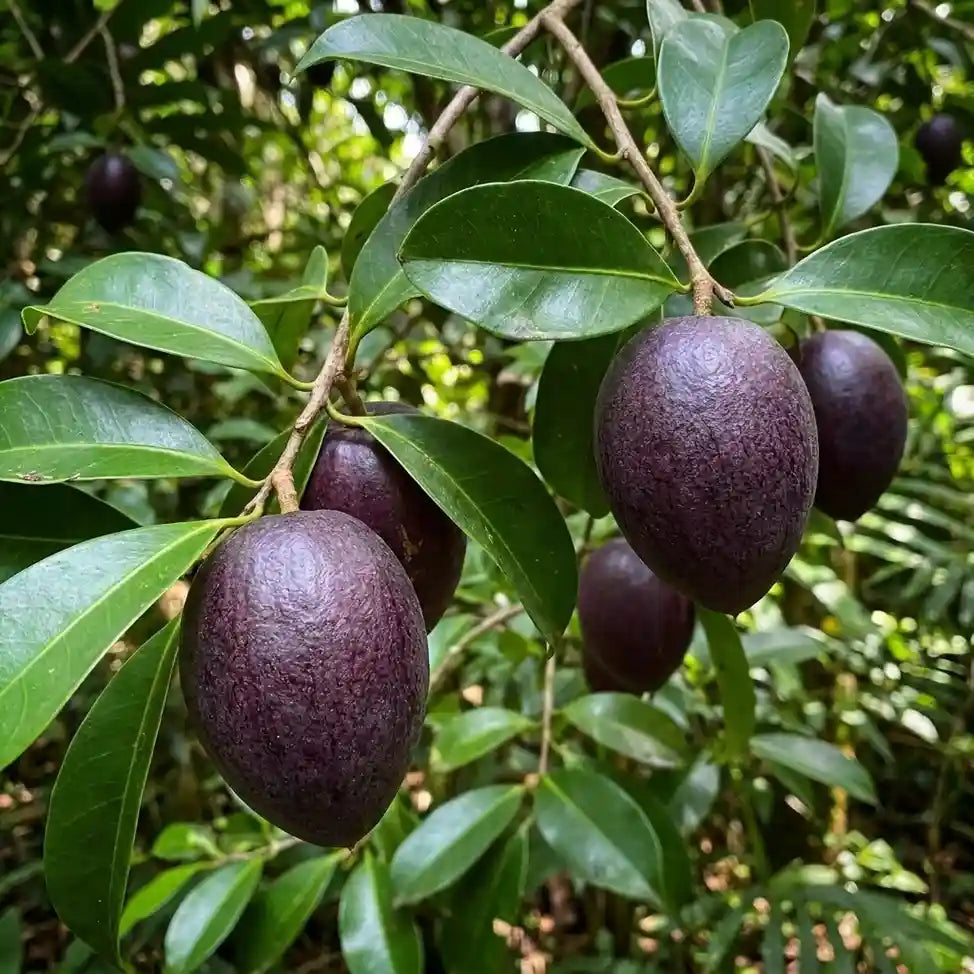 Black Apple seedling live fruit plant in nursery pot with healthy green foliage | Exotic tropical fruit plant | Keraleaf