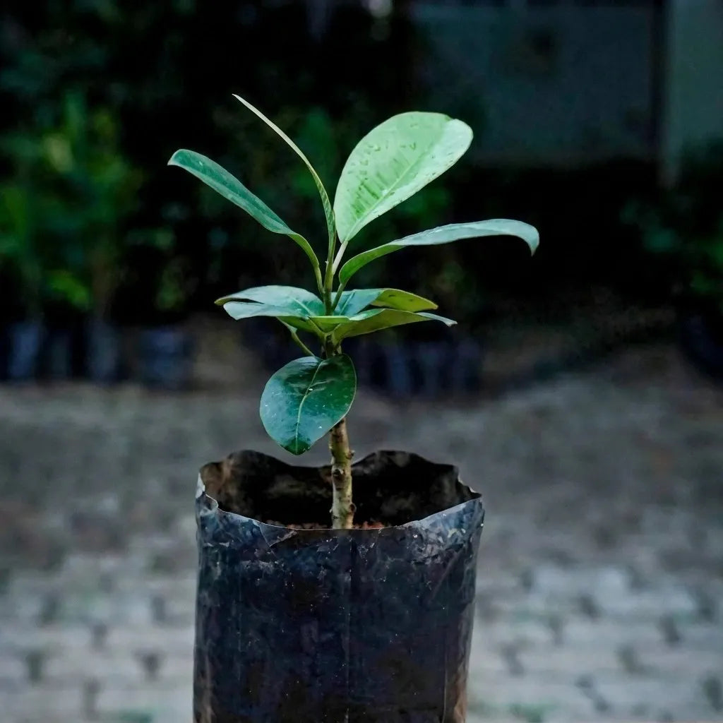 Black Apple seedling live fruit plant in nursery pot with healthy green foliage | Exotic tropical fruit plant | Keraleaf
