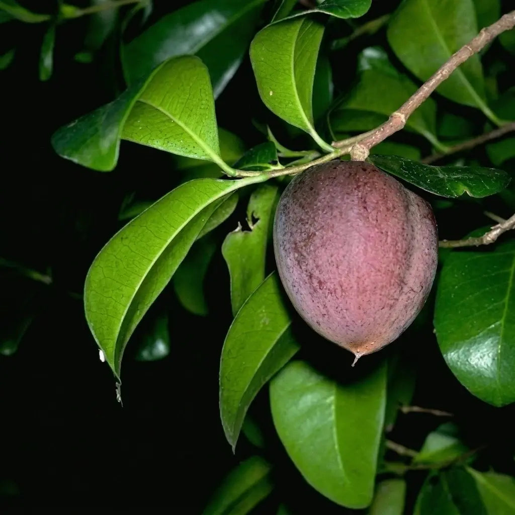 Black Apple seedling live fruit plant in nursery pot with healthy green foliage | Exotic tropical fruit plant | Keraleaf