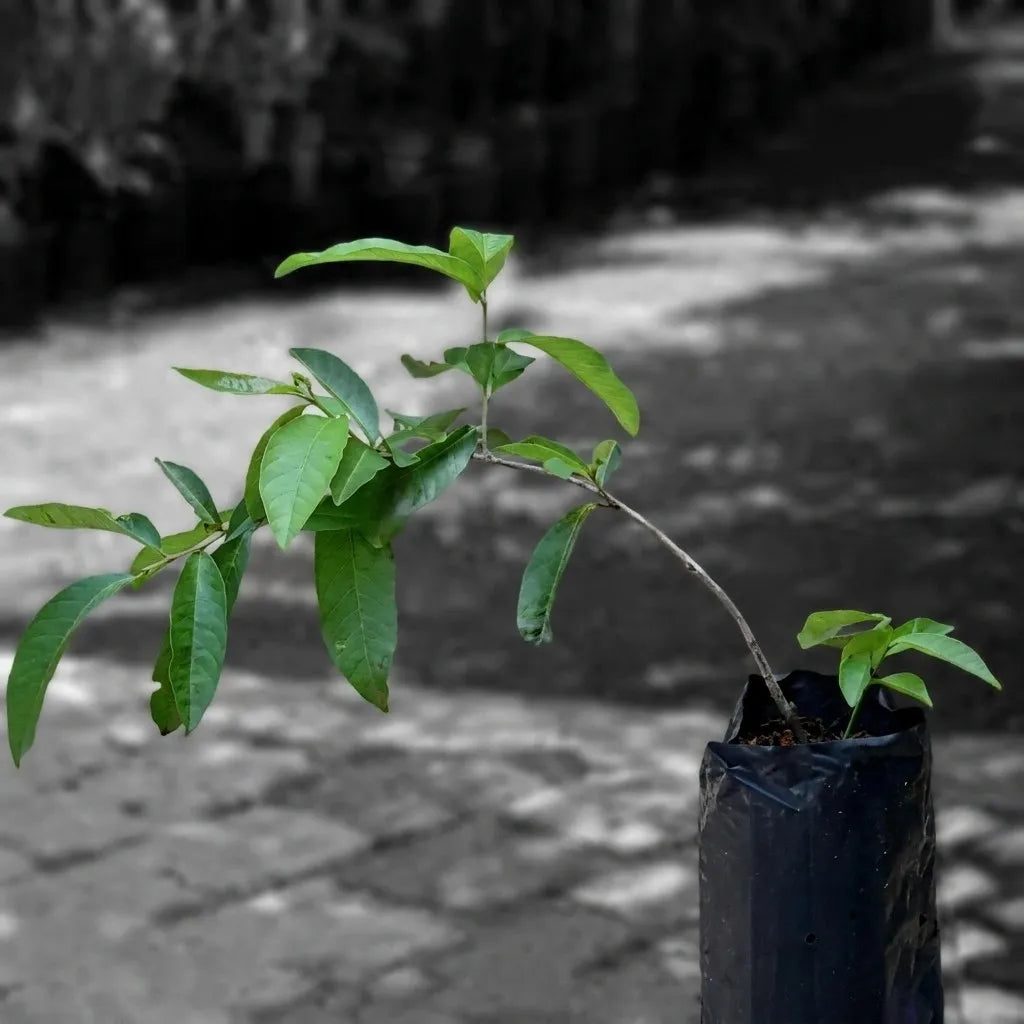 Bignay layered live fruit plant in nursery pot with healthy green foliage | Exotic tropical fruit plant | Keraleaf