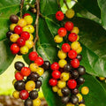 Bignay layered live fruit plant in nursery pot with healthy green foliage | Exotic tropical fruit plant | Keraleaf