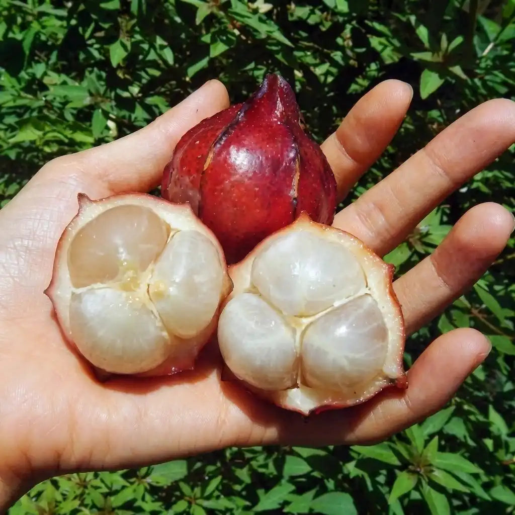 Belembing Darah (Golden Mootty) seedling live fruit plant in nursery pot with healthy green foliage | Exotic tropical fruit plant | Keraleaf