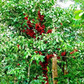 Belembing Darah (Golden Mootty) seedling live fruit plant in nursery pot with healthy green foliage | Exotic tropical fruit plant | Keraleaf