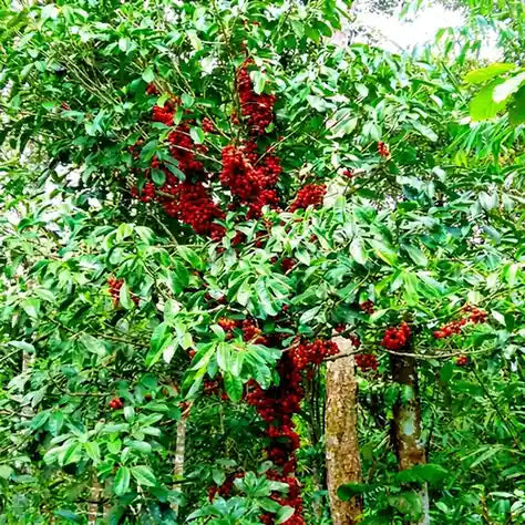 Belembing Darah (Golden Mootty) seedling live fruit plant in nursery pot with healthy green foliage | Exotic tropical fruit plant | Keraleaf