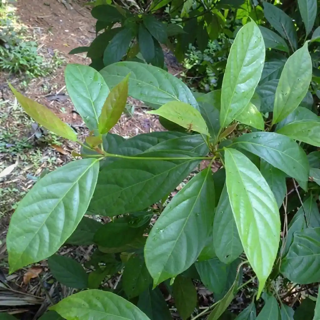 Belembing Darah (Golden Mootty) seedling live fruit plant in nursery pot with healthy green foliage | Exotic tropical fruit plant | Keraleaf