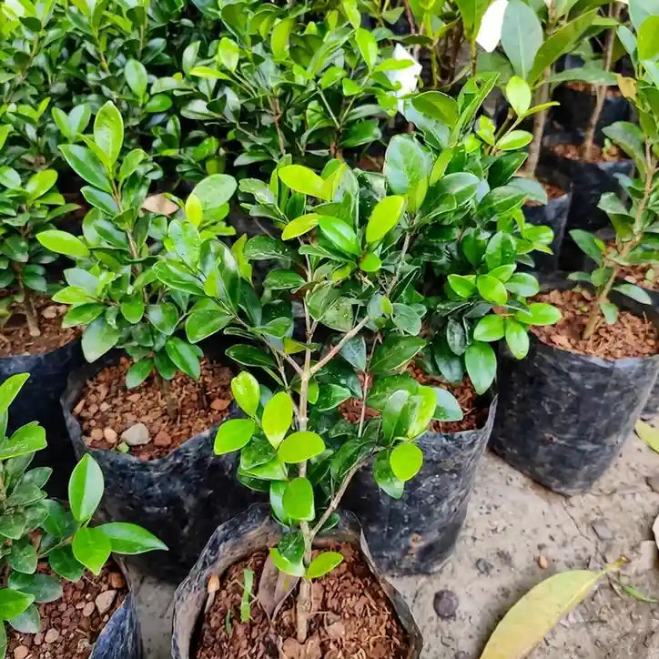 Cedar Bay Cherry seedling live fruit plant in nursery pot with healthy green foliage | Exotic tropical fruit plant | Keraleaf