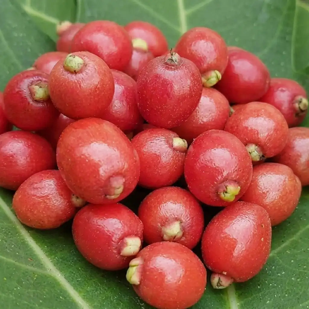 Cedar Bay Cherry seedling live fruit plant in nursery pot with healthy green foliage | Exotic tropical fruit plant | Keraleaf