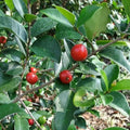 Cedar Bay Cherry seedling live fruit plant in nursery pot with healthy green foliage | Exotic tropical fruit plant | Keraleaf
