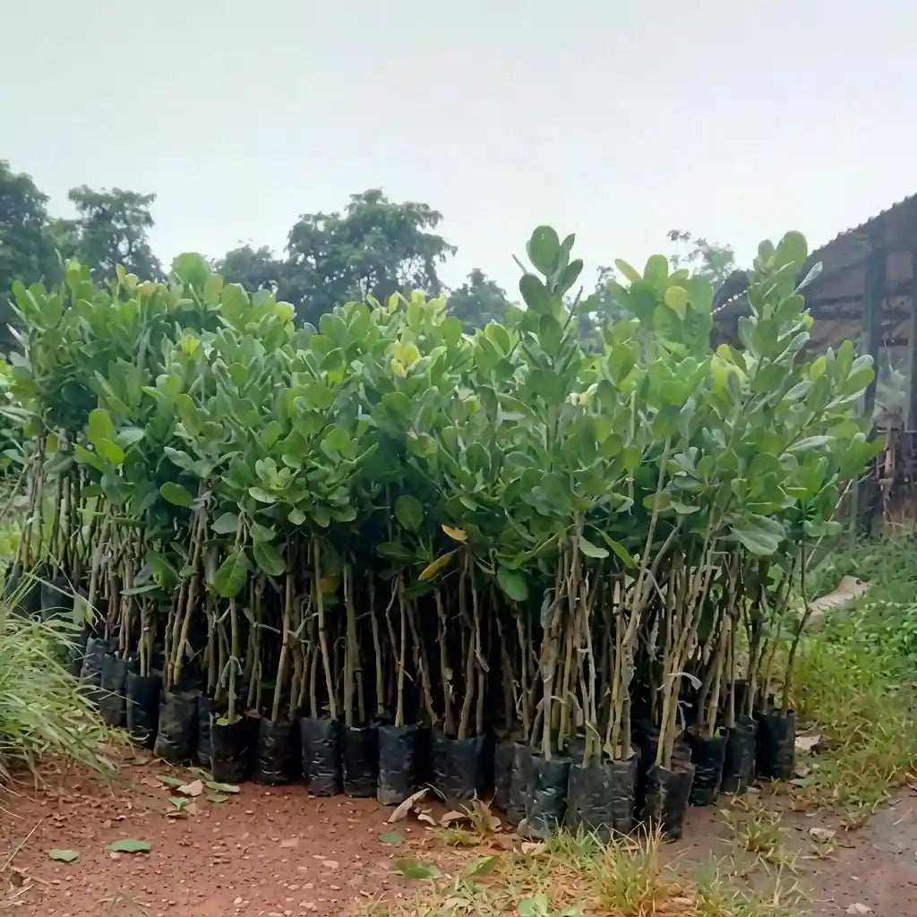 Cashew Apple (Desi) grafted live fruit plant in nursery pot with healthy green foliage | Exotic tropical fruit plant | Keraleaf