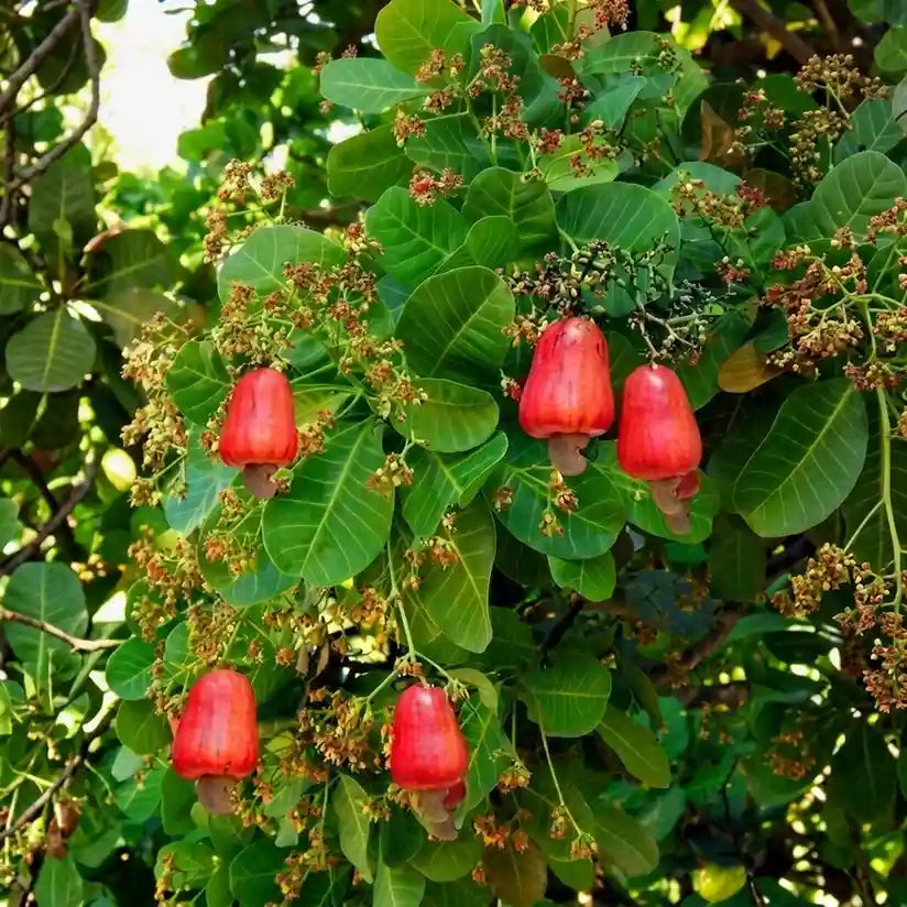 Cashew Apple (Desi) grafted live fruit plant in nursery pot with healthy green foliage | Exotic tropical fruit plant | Keraleaf