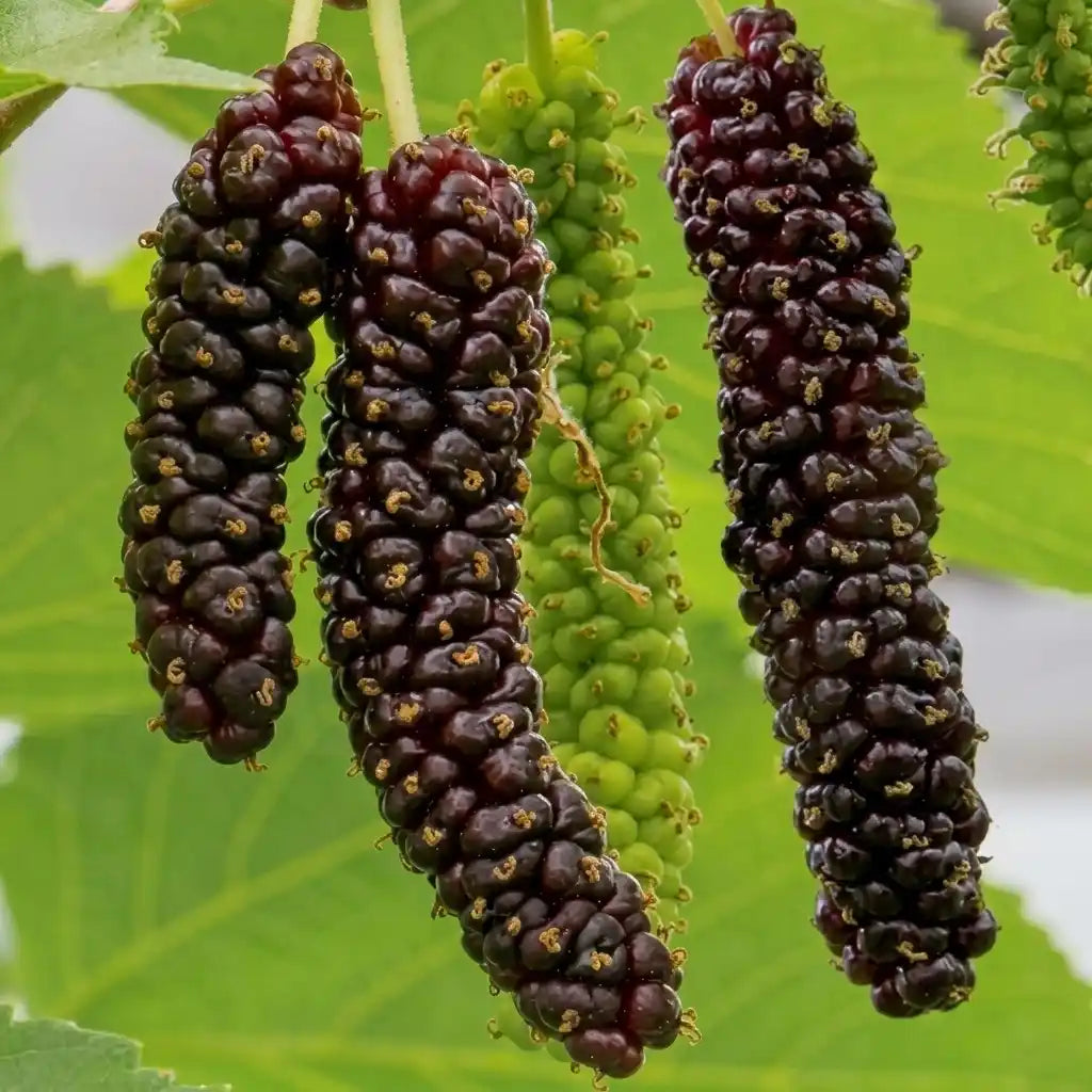 Mulberry (Pakistan) layered live fruit plant with long mulberry variety in nursery pot with healthy green foliage | Exotic tropical fruit plant | Keraleaf