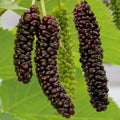 Mulberry (Pakistan) layered live fruit plant with long mulberry variety in nursery pot with healthy green foliage | Exotic tropical fruit plant | Keraleaf